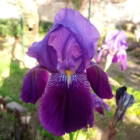 Artbnb Lezat-sur-Leze Buitenkant foto